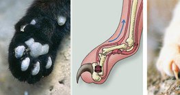 A macska körmének működése