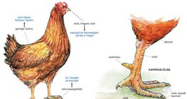 A házityúk részei