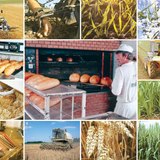 From wheat to bread, or the processes of breadmaking from the ploughland to the bakery