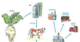 A cukorrépa hasznosítása