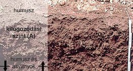 Feketeföld talajmetszete