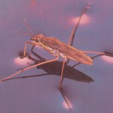 Water strider