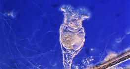 Kerekesféreg (színes látótérben)