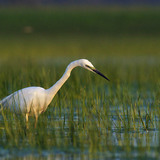 Great egret fishing