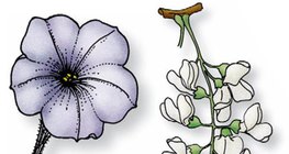 A petúnia virága és az akácfa virágzata