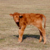 Calf