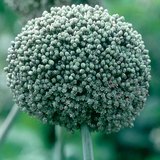 A vöröshagyma virágzata