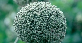 A vöröshagyma virágzata