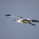 Grey heron flying