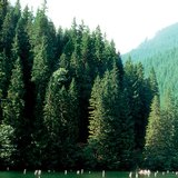 Трансильванийн Улаан нуур нь хөрсний гулсалтаас үүссэн.