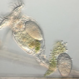 Wheel animal carrying eggs