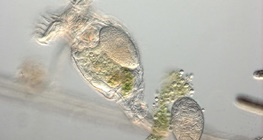 Kerekesféreg petével