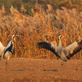 Common cranes