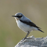 Northern wheatear