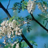 Black locust flowers
