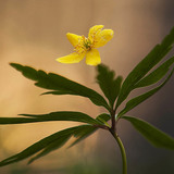 Yellow anemone