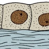 Шоо хэлбэрийн хучуур эд