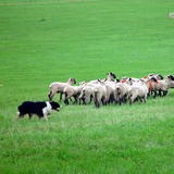 Herding dog with the flock