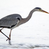 Grey heron