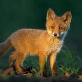 Fox cub
