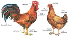 A kakas és a tyúk összehasonlítása
