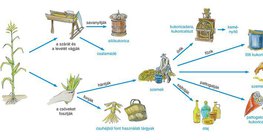 A kukorica hasznosítása