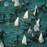 Crvenonoge prutke se hrane