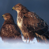 Common buzzards
