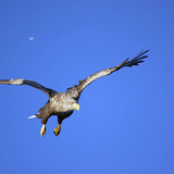 White-tailed eagle