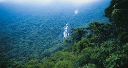 Tropska kišna šuma