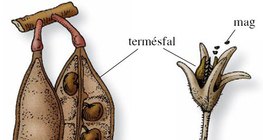 A fehér akác és a petúnia termése