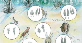 Állatnyomok a hópaplanon