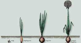 A vöröshagyma hároméves fejlődése