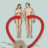 A méhen belüli élet szakaszai