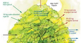 A fa szerepe az erdő életközösségében