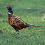 Common pheasant