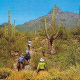 Cactuses in a North American desert