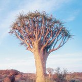 Baobab tree