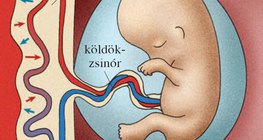 Anyagforgalom a méhlepényen keresztül