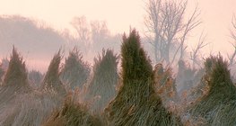 Learatott nád kévékbe kötve