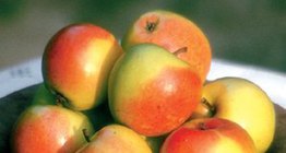 Húsvéti rozmaring alma