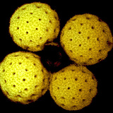 Mirabilis pollen (confocal laser microscopy)