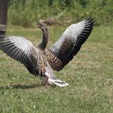 Greylag goose