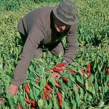 A paprika betakarítása