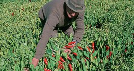 A paprika betakarítása