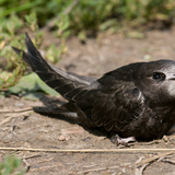 Common swift