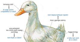A házikacsa testfelépítése 