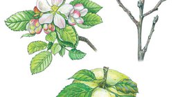 Az alma virága és termése