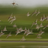 Flying waders