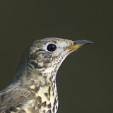 Song thrush